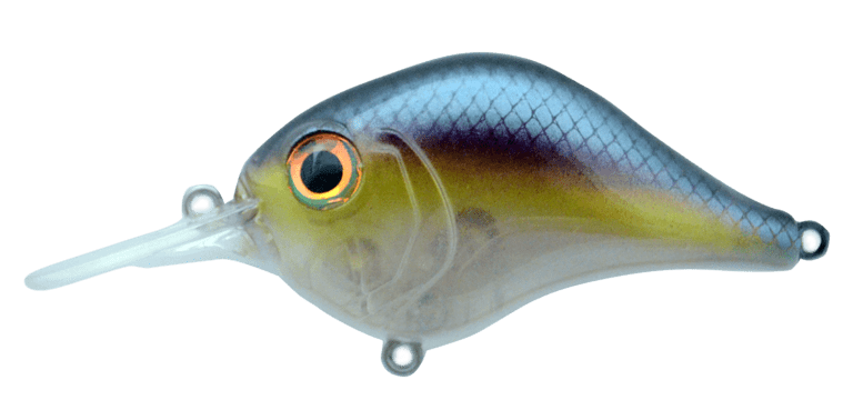 Threadfin Shad