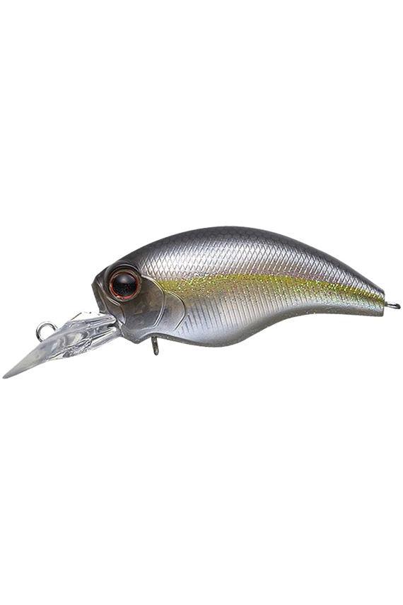 American Shad