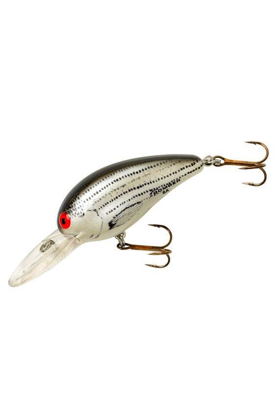 Baby Striper