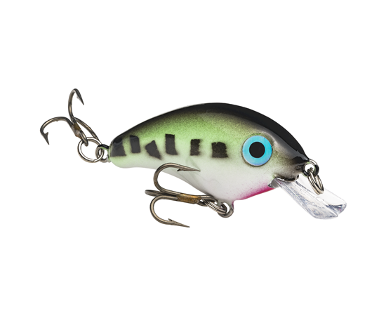 Baby Bass